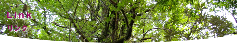 画廊若林:リンクlink